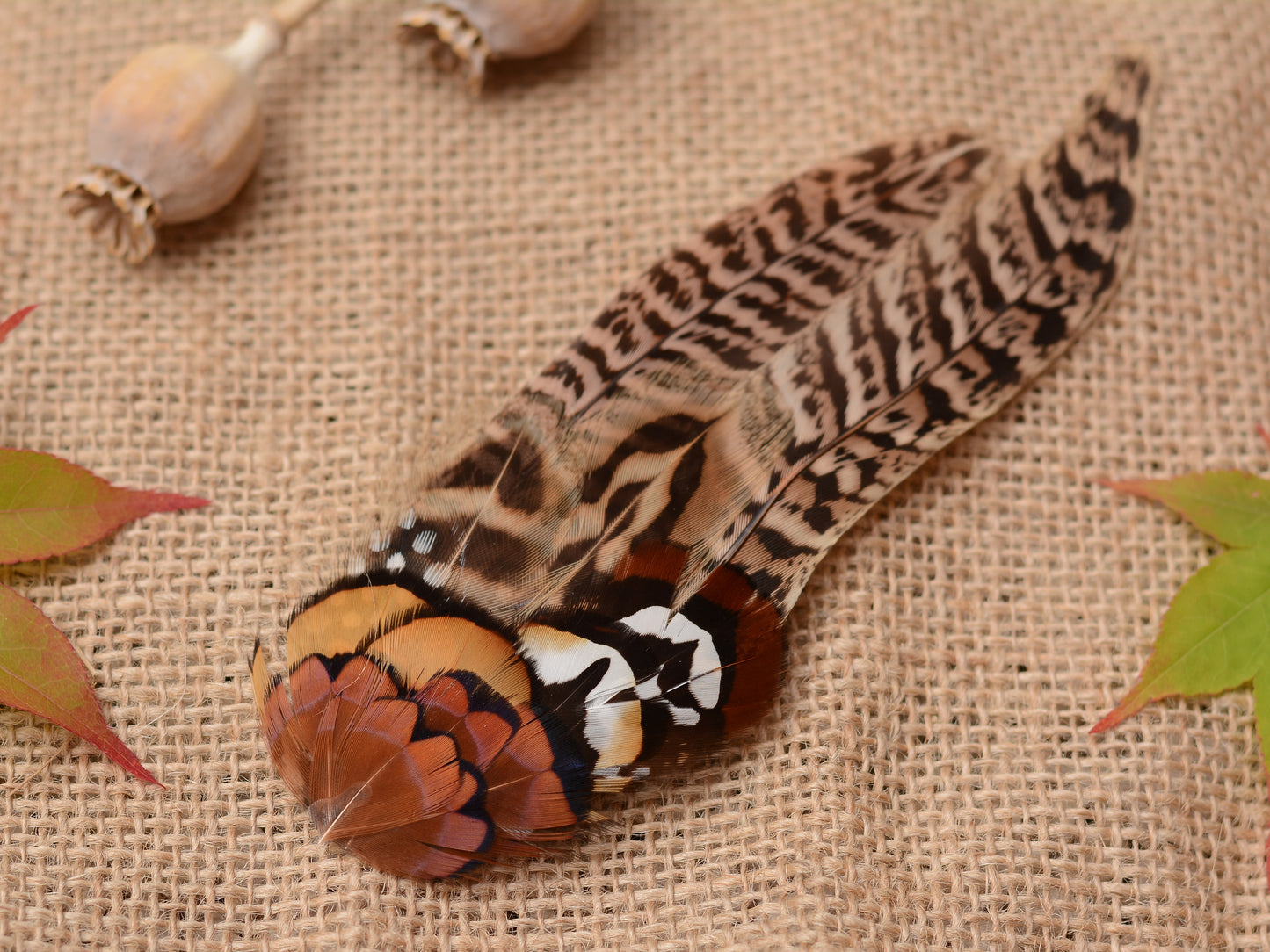 Large Natural Pheasant Feather Hair Clip Fascinator No.56