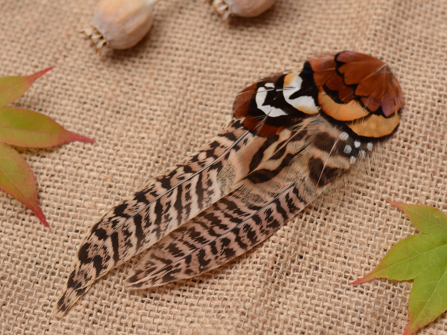 Large Natural Pheasant Feather Hair Clip Fascinator No.56