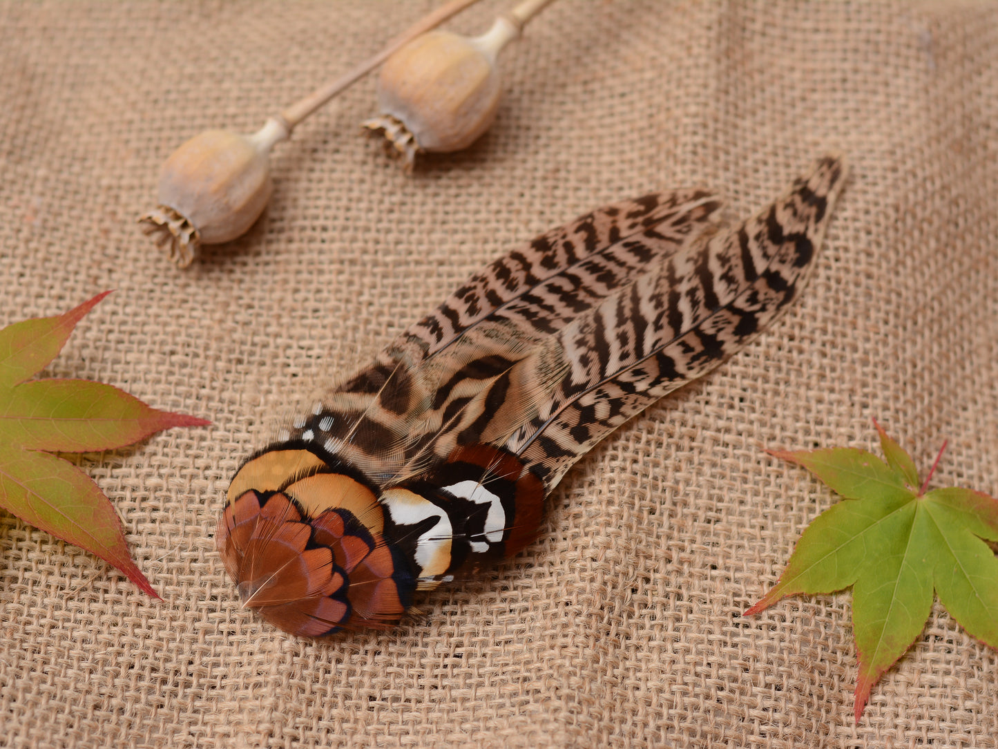Large Natural Pheasant Feather Hair Clip Fascinator No.56