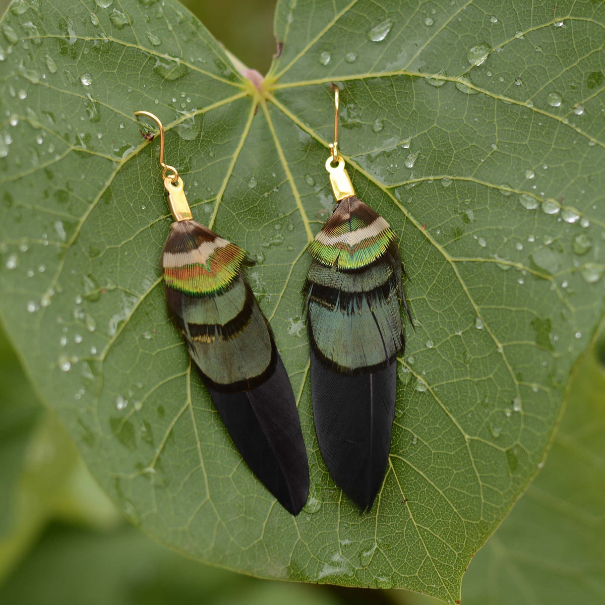 A pair of dangling feather earrings made from iridescent green and gold feathers on black with gold hooks, resting on a wet green leaf.
