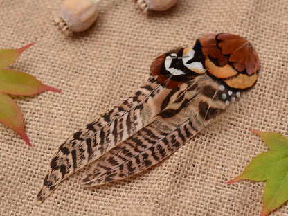 Large Natural Pheasant Feather Hair Clip  Fascinator No.56