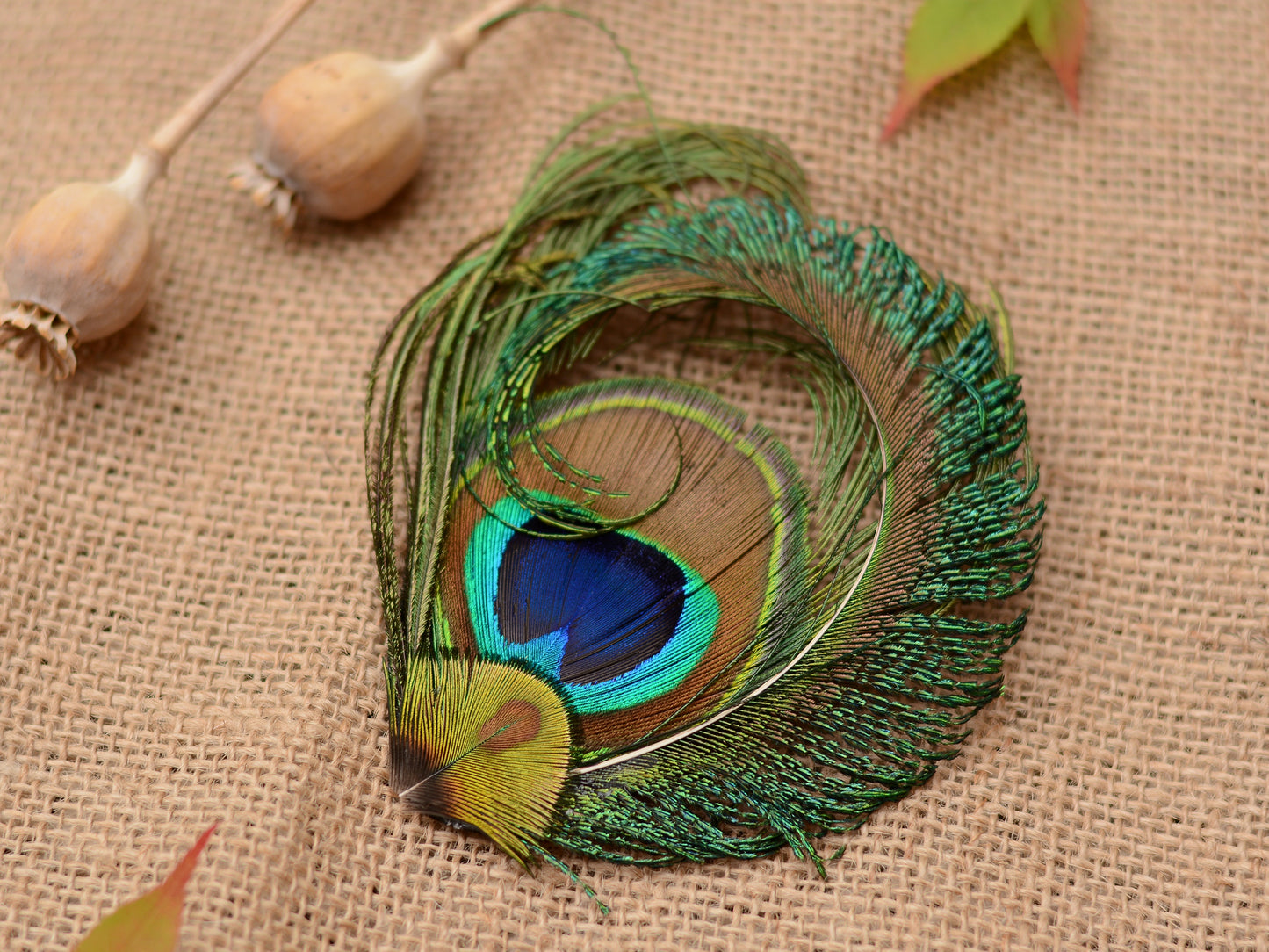 Peacock Feather Hair Clip Fascinator No.90