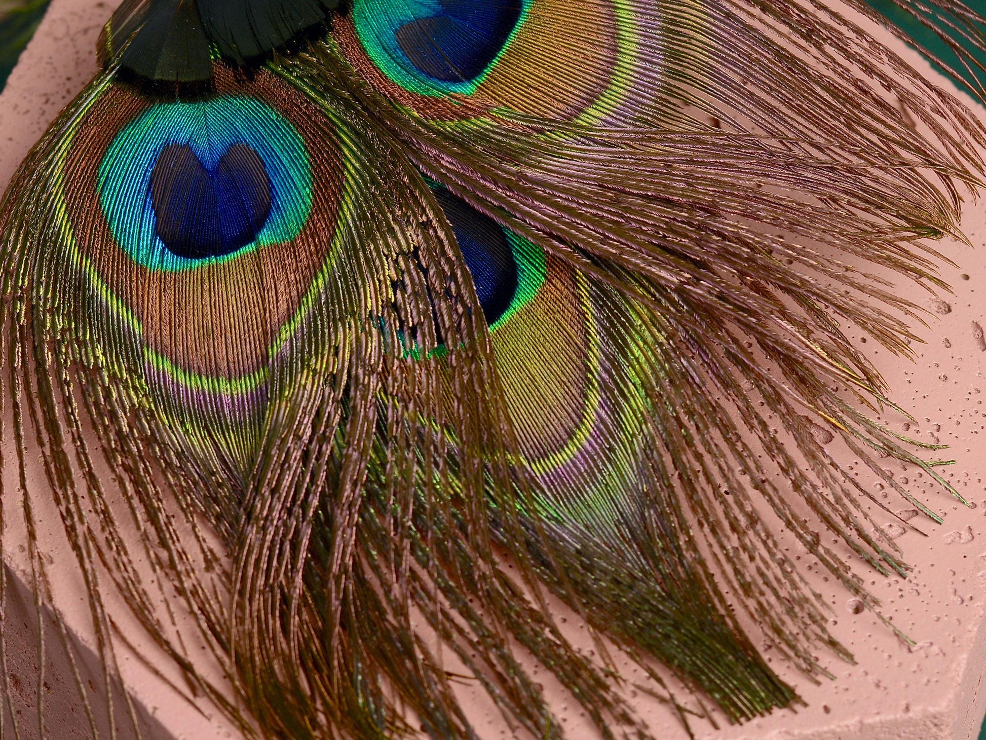 Peacock Feather Hair Clip | Peacock Feather Fascinator | Peacock Feather Headpiece | Wedding Fascinator | Green Feather Fascinator
