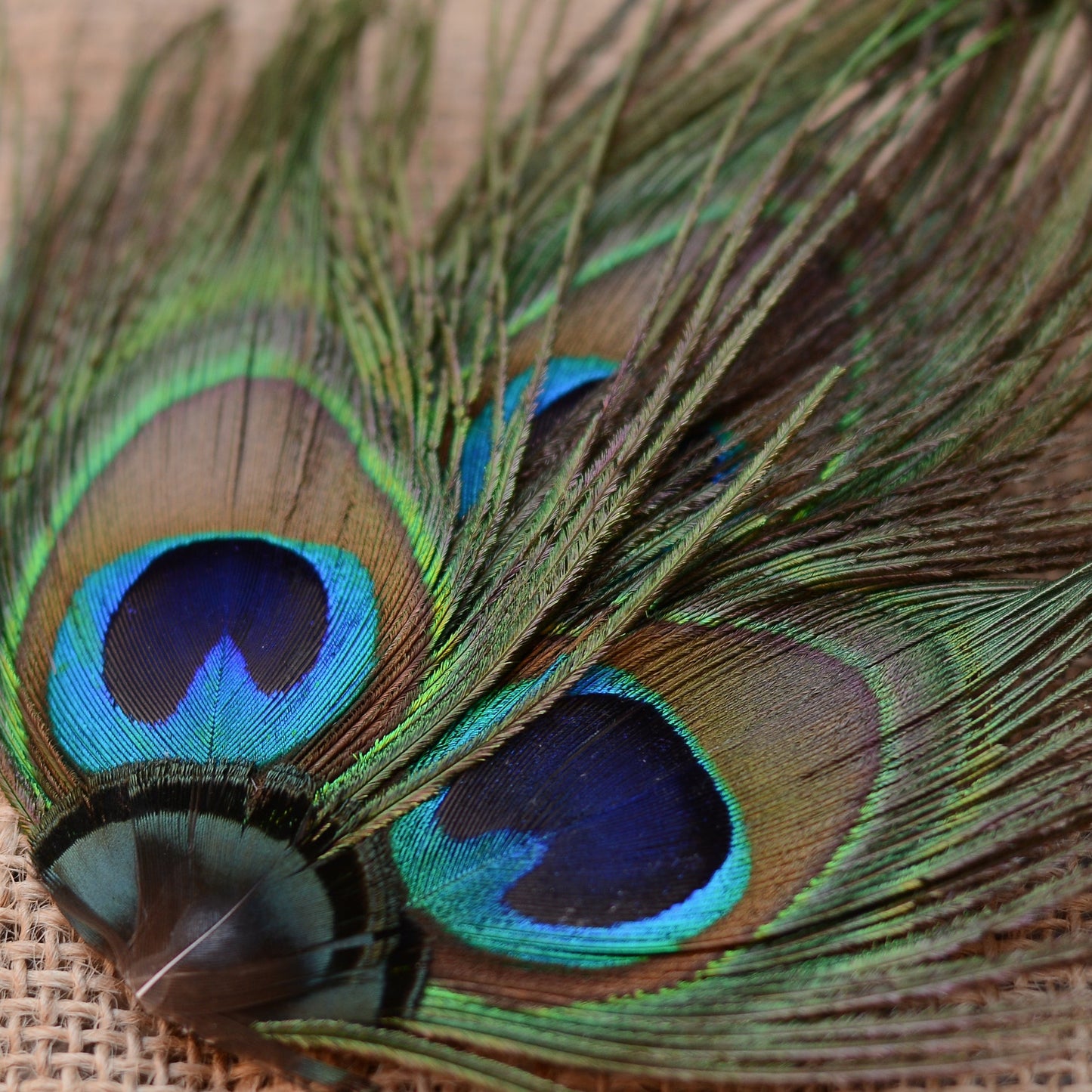 Peacock Eye Trio Feather Hair Clip