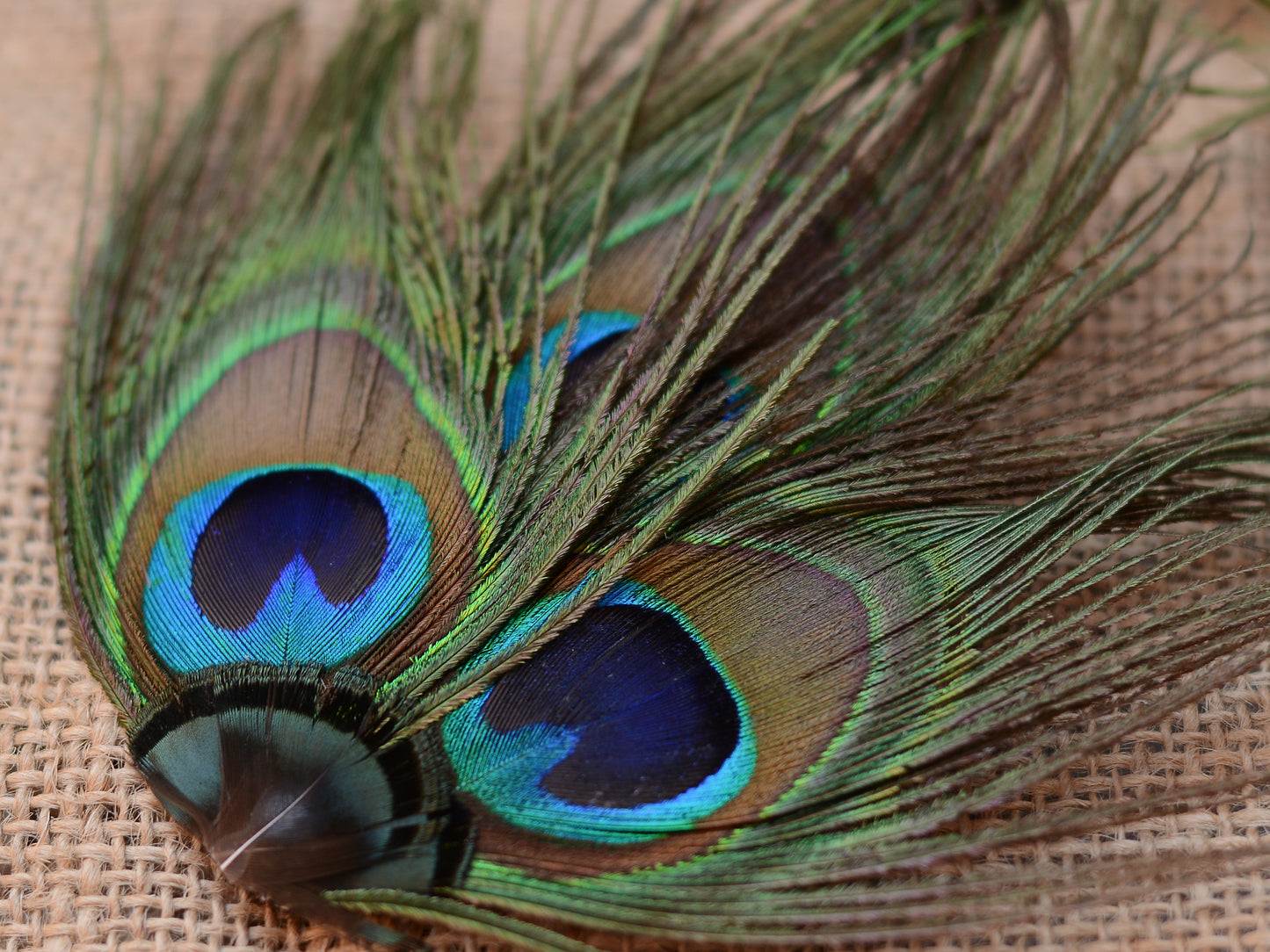 Peacock Eye Trio Feather Hair Clip
