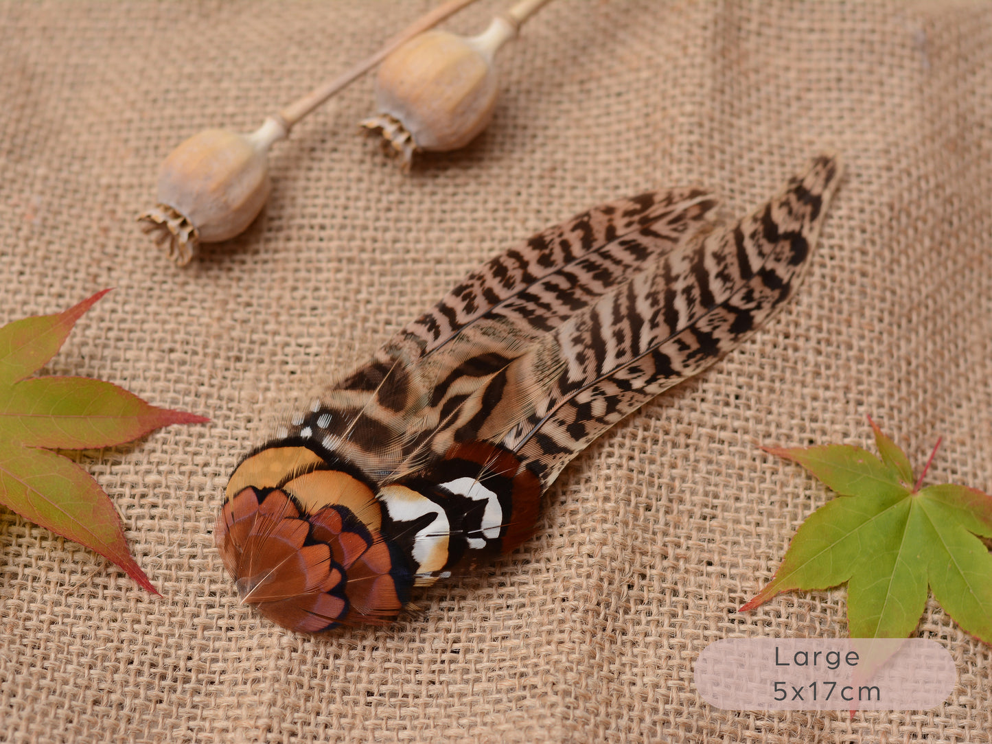 Natural Pheasant Feather Hair Clips / Fascinator