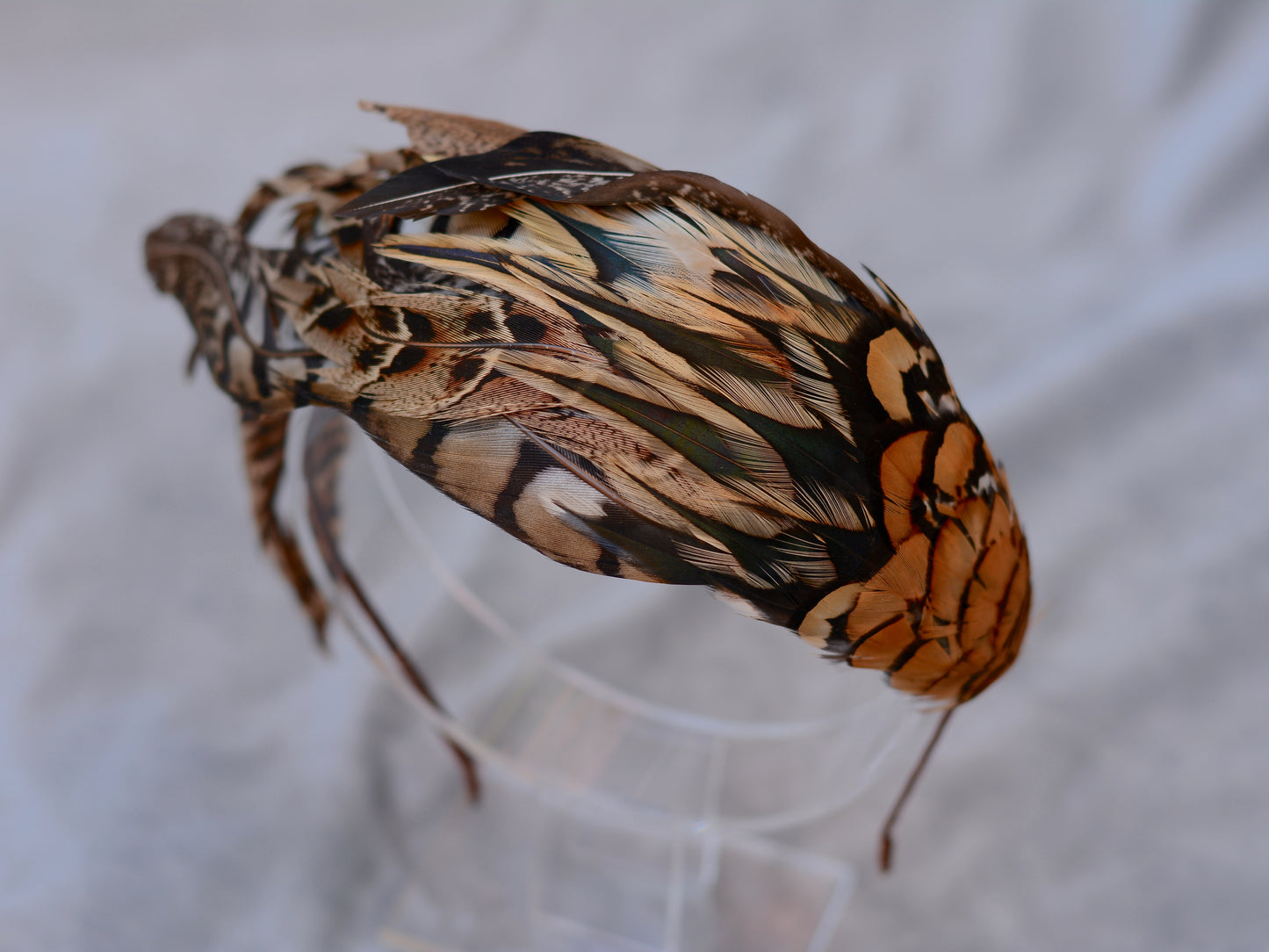 Pheasant Feather Headpiece No.019 - Feather Fascinator