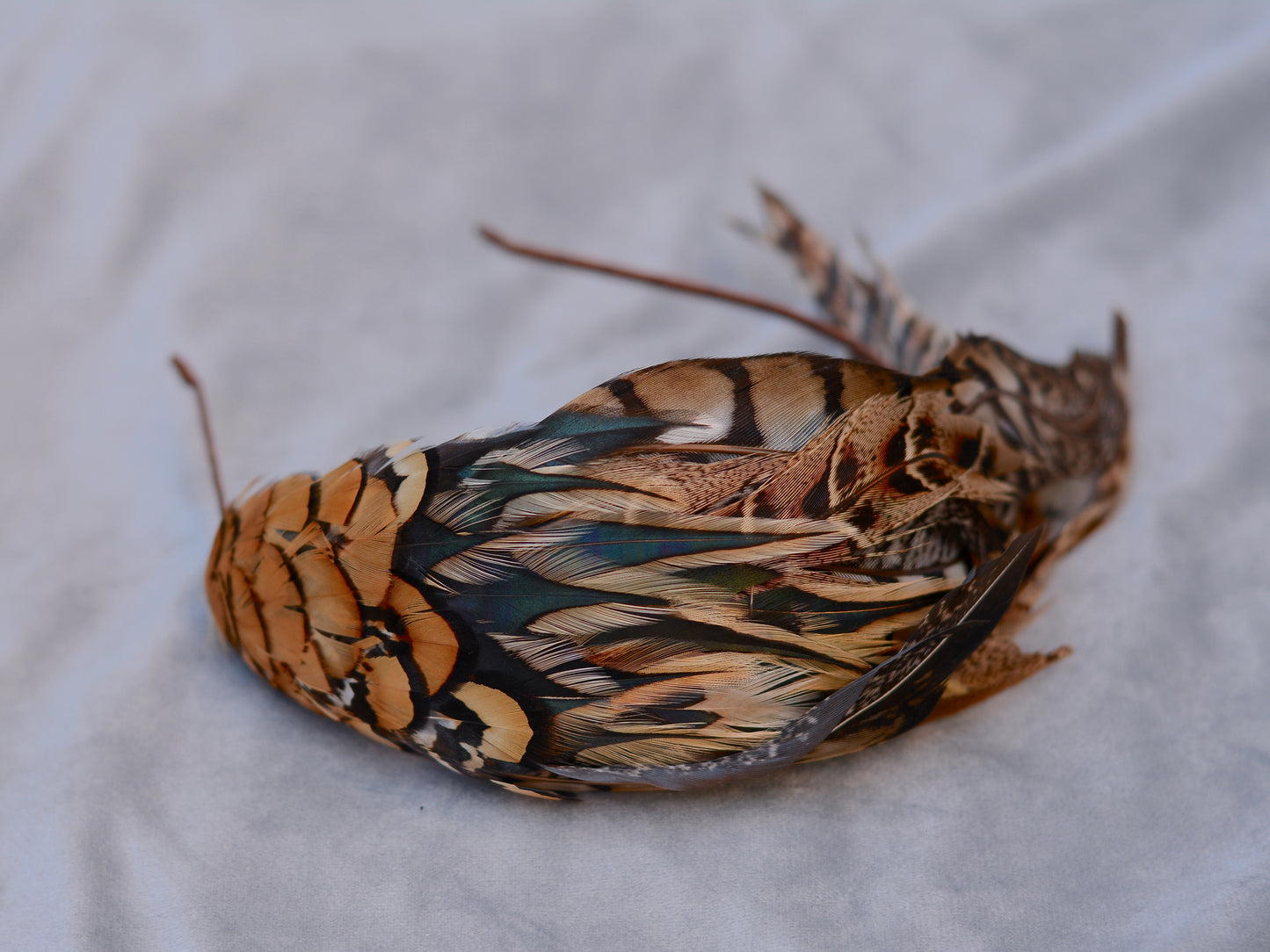 Pheasant Feather Headpiece No.019 - Feather Fascinator